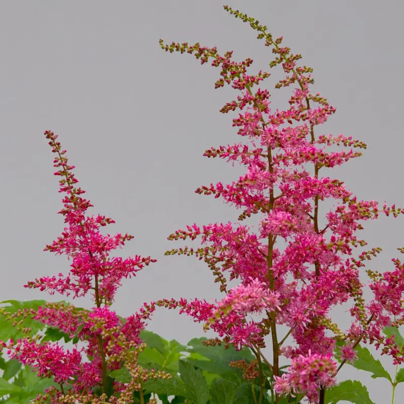 Highlight Astilbe arendsii, rot, Topf-Ø 15 cm, 2 Pflanzen