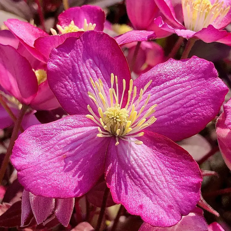 Top-Preis Frühjahrsblühende Waldrebe Clematis montana 'Van Gogh' rosa, Topf 2 L, 2er-Set