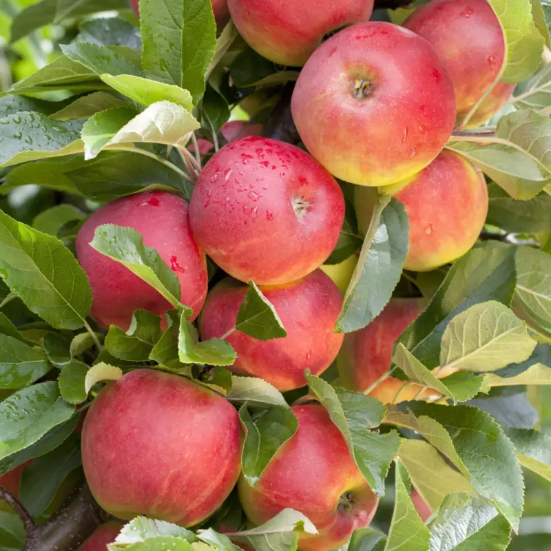 Angebot Kölle Bio Apfel 'Elstar' (Unterlage M 26), 125-150 cm hoch, Topf 10 Liter