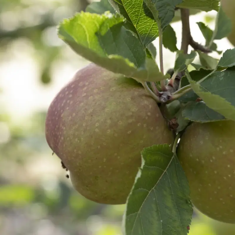 Kölle Bio Apfel 'Roter Boskoop' Unterlage M 26, Höhe 125/150, Topf 10 Liter Preis Gesenkt