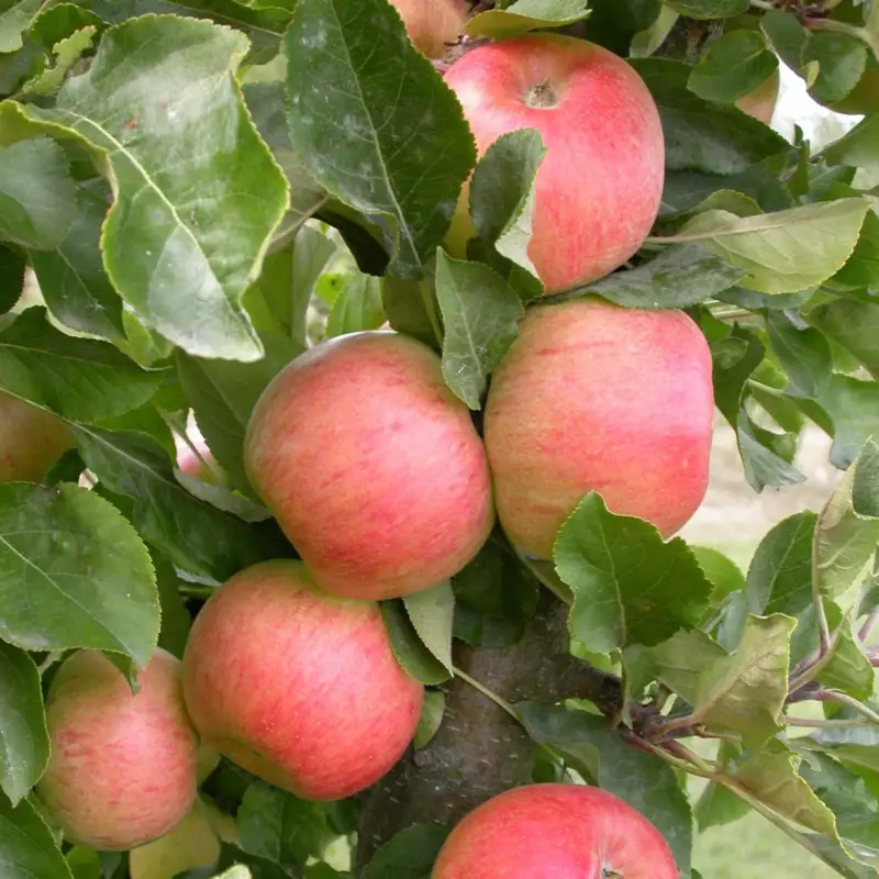 Kölle Bio Säulenapfel 'Rhapsodie'Ⓢ, Unterlage MM 111,Topf 10 Liter Jetzt Kaufen