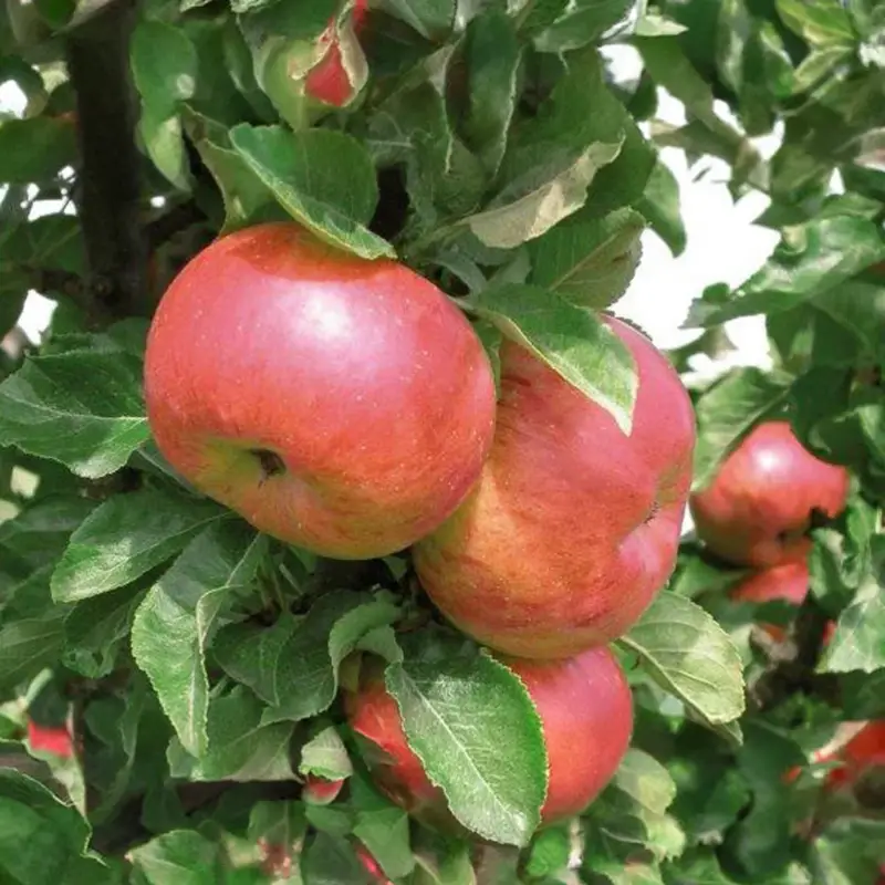 Direktkauf Kölle Bio Säulenapfel 'Sonate'Ⓢ, Unterlage MM 111, Topf 10 Liter