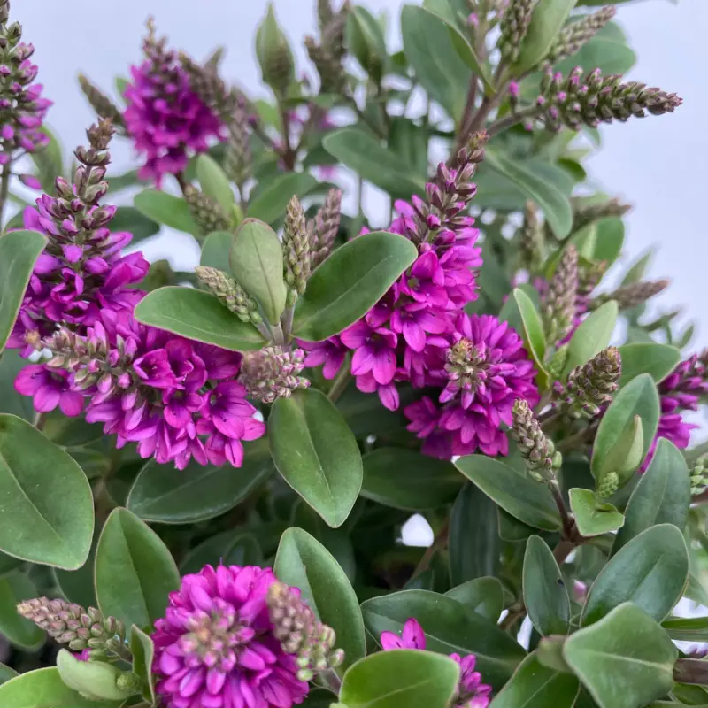 Preisknaller Hebe 'All Blooms®', lila, Topf-Ø 12 cm, 3 Pflanzen
