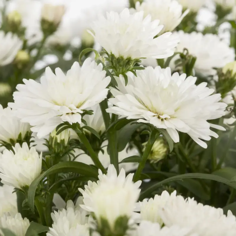 Aster novi-belgii, weiss gefüllt, Topf-Ø 12 cm, 6 Pflanzen Geprüft
