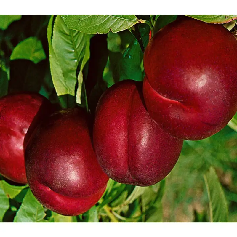 Kölle Bio Nektarine 'Crimson Gold', (St. Julien), Topf 10 Liter Sale