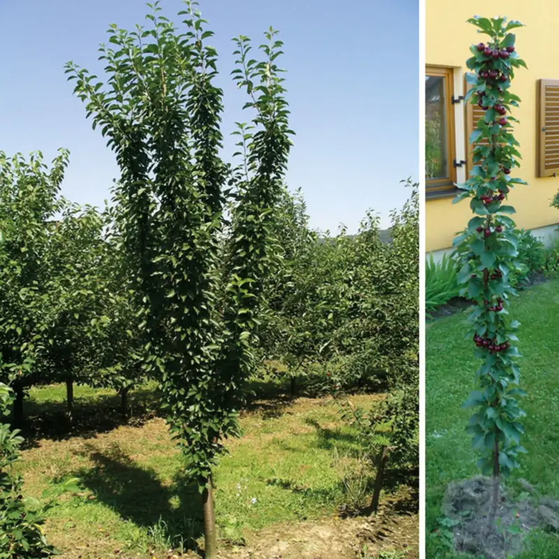 Neu Kölle Bio Säulensauerkirsche 'Jachim'(S), 125-150 cm hoch, Topf 10 Liter