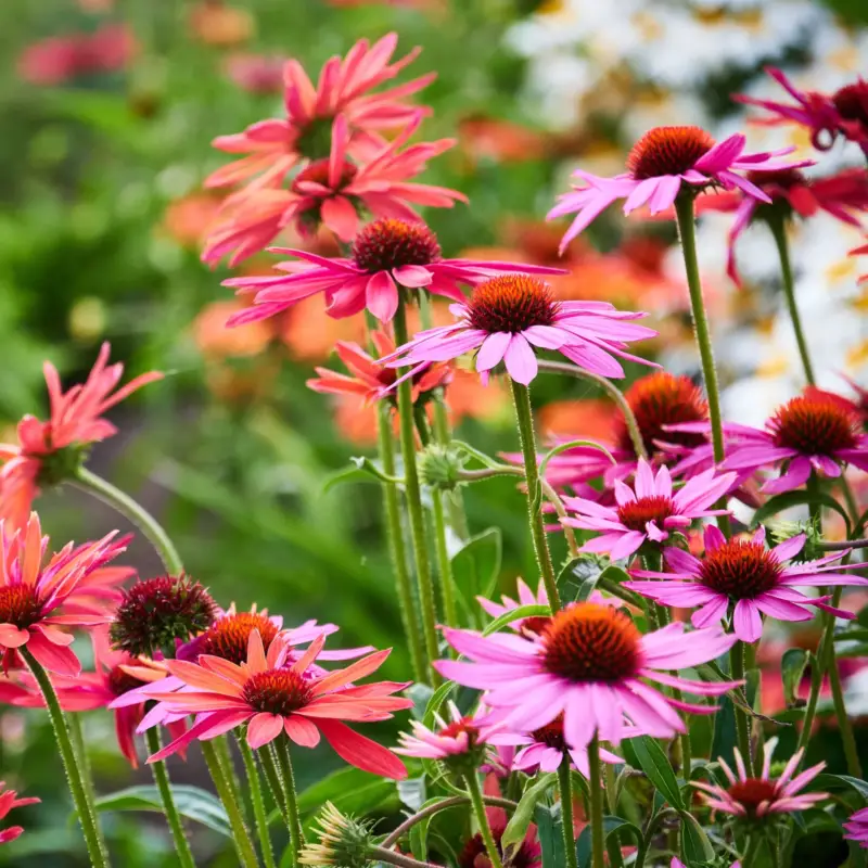 Purpursonnenhut 'PowWow® Wild Berry', purpurrosa, Topf-Ø 13 cm Echt