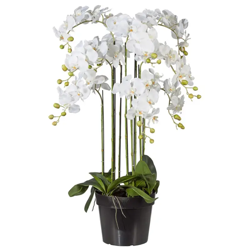 Jetzt Kaufen Kunstpflanze Orchidee Phalaenopsis, weiß, Höhe ca. 110 cm