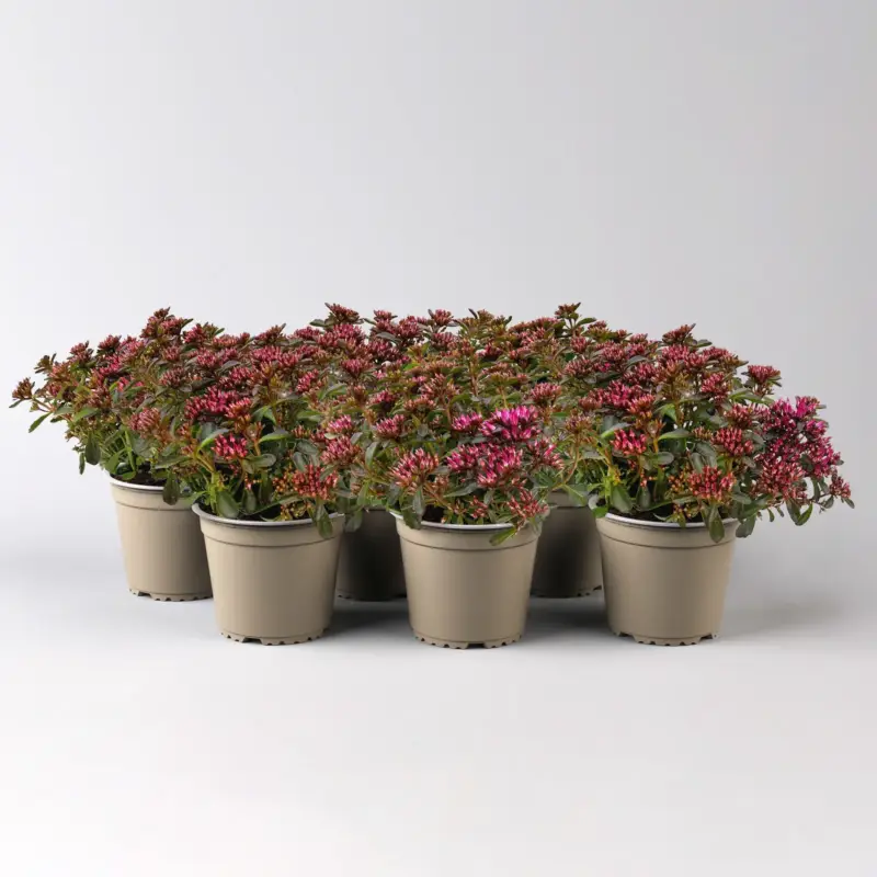 Sichere Zahlung Sedum spurium 'Spot on® Deep Rose', dunkelrosa, Topf-Ø 13 cm, 6 Pflanzen