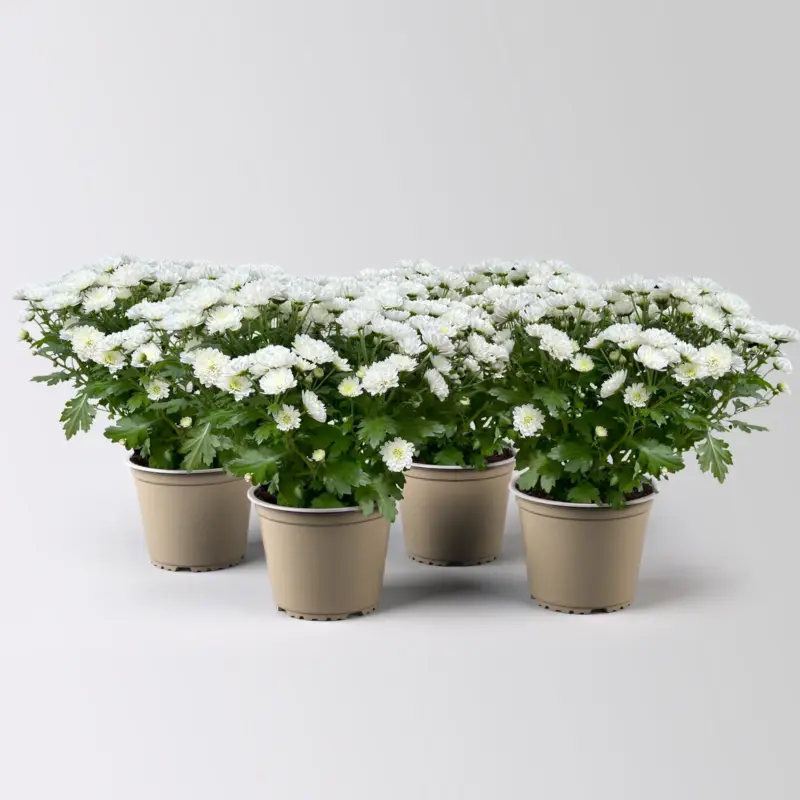Nur Für Kurze Zeit Chrysanthemen, weiß, Topf-Ø 14 cm, 4 Pflanzen