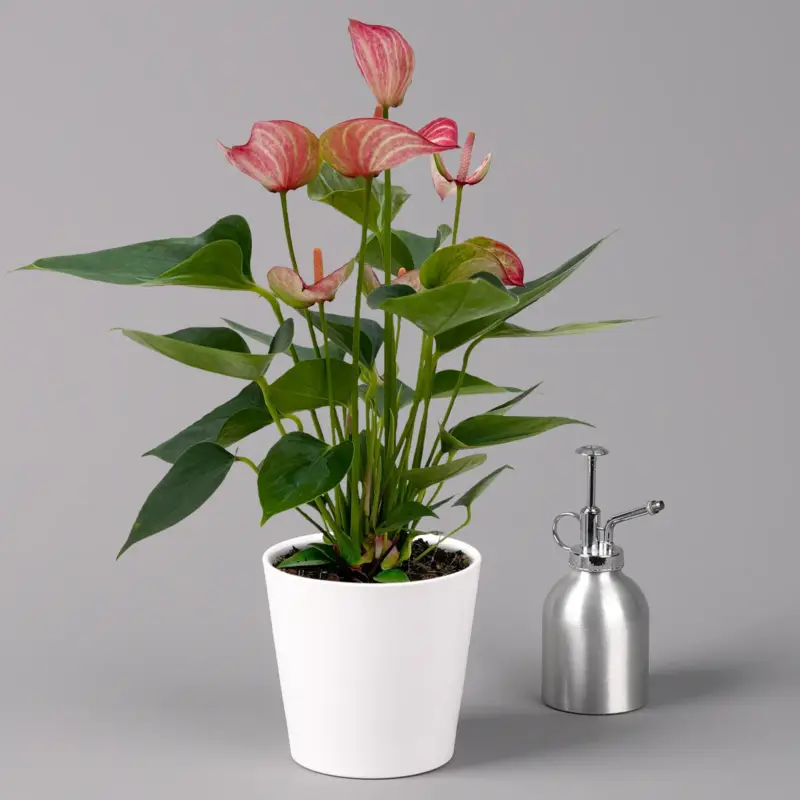 Must-Have Flamingoblume 'Livium Red' rot-weiß gestreift, inkl. Übertopf Dallas weiß