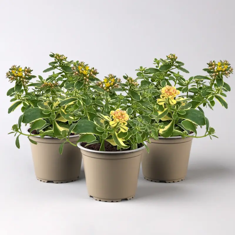 Buntlaubiges Garten-Fettblatt 'Variegatum', gelb, Topf-Ø 12 cm, 3 Pflanzen Bestpreis