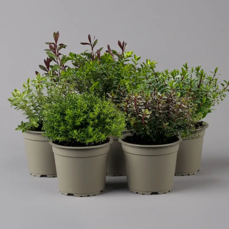 Top-Angebot Hebe 'Greenboys®', Mix zufällig, Topf-Ø 12cm, 6er-Set
