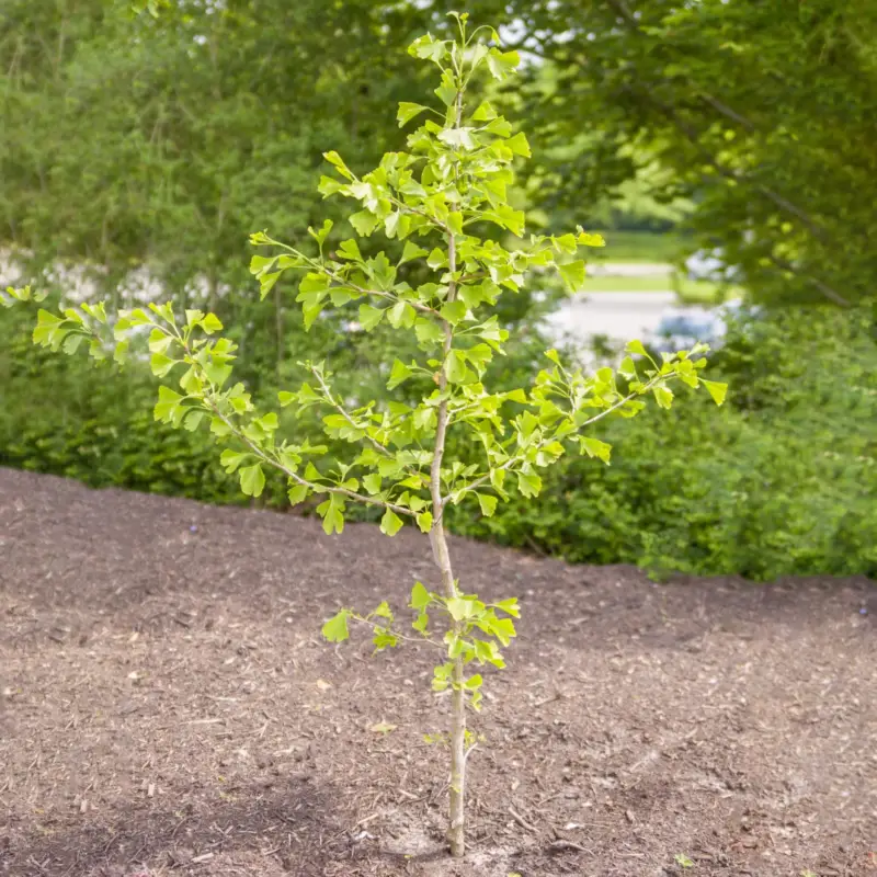 Fächerblattbaum (Ginkgo), Höhe 60-80 cm, Topf 3 Liter, 3er-Set Neuheit