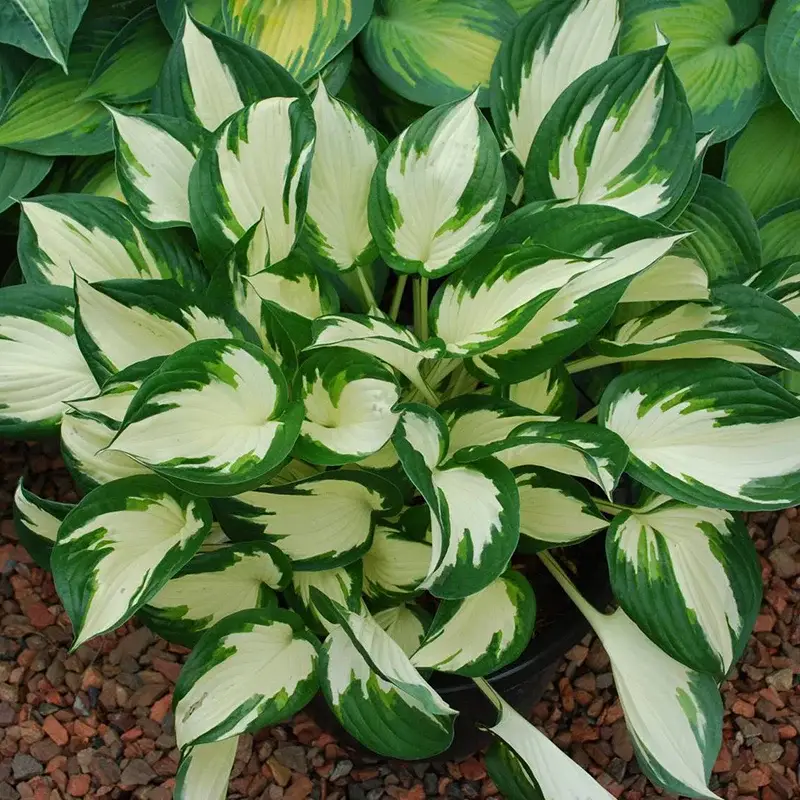 Sale Bio Funkien 'Fire and Ice' lavendel, Topf 11x11 cm