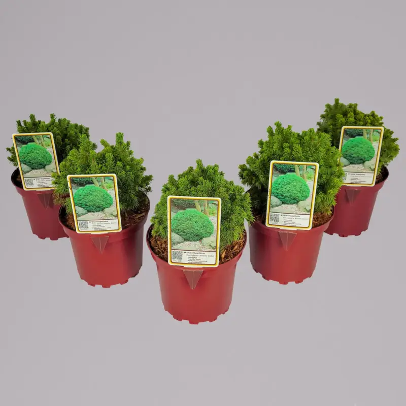 Kugelfichte 'Alberta Globe', Höhe 15-20 cm, Topf 2 Liter, 5er-Set Geprüft