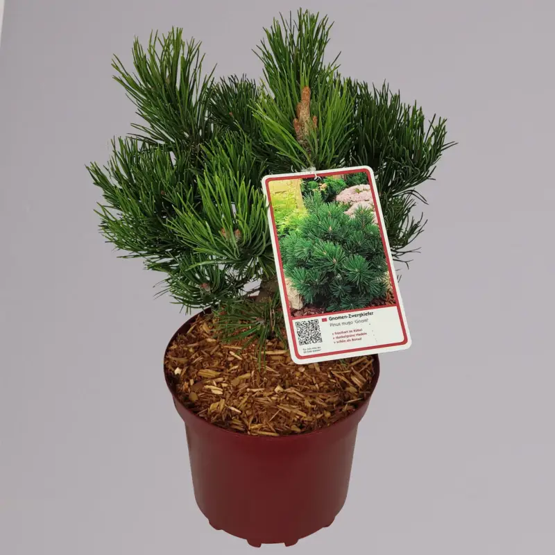 Angebot Zwergkiefer 'Gnom', Höhe 25-30 cm, Topf 4 Liter, 2er-Set