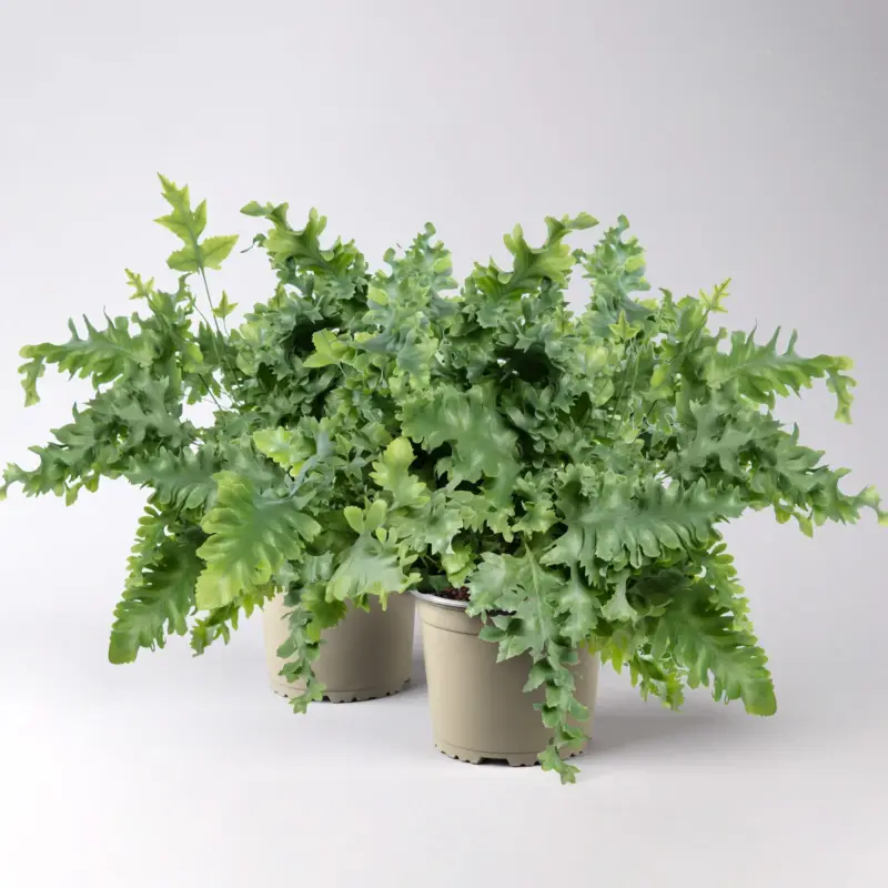 Goldtüpfelfarn 'Davana', Topf-Ø 17 cm, Höhe ca. 45 cm, 2er-Set Nur Für Kurze Zeit