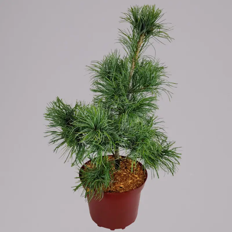 Preisreduziert Mädchenkiefer 'Schoon´s Bonsai', Höhe 30-40 cm, Topf 4 Liter, 2er-Set