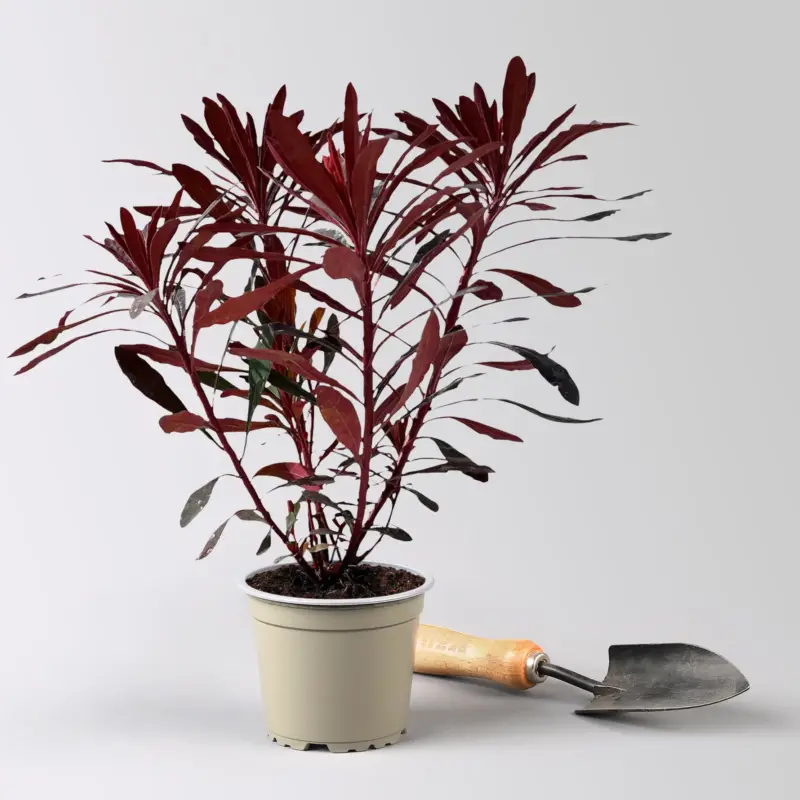 Aktuell Bio Wolfsmilch 'Miner's Merlot', grün-dunkelviolett, Topf-Ø 12 cm