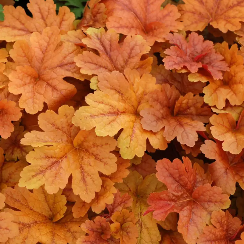 Solange Der Vorrat Reicht Bio Heucherella 'Buttered Rum®', karamellfarben, Topf-Ø 12 cm
