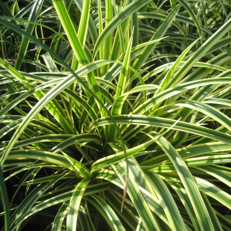 Bio Garten-Segge 'Vanilla Ice', cremegelb-grün, Topf-Ø 12 cm Garantierte Lieferung
