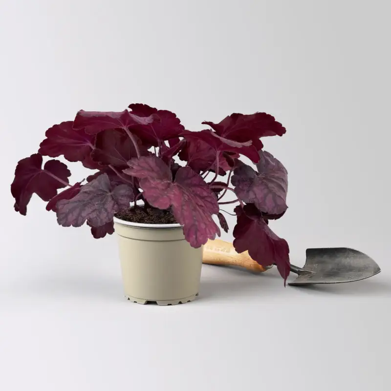 Schneller Versand Bio Purpurglöckchen 'Wild Rose', violett, Topf-Ø 12 cm