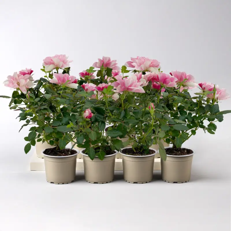 Direkt Vom Hersteller Rose 'Pia', rosa-weiß, Mini, Topf-Ø 7 cm, 8 Pflanzen