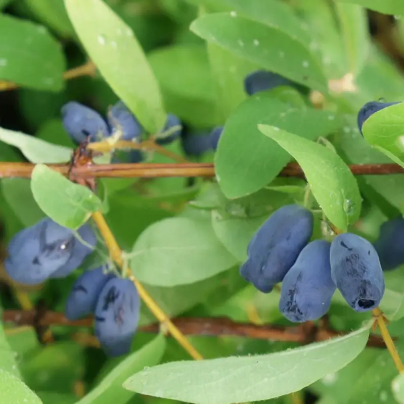 Sibirische Blaubeere MyBerry® 'Sweet', Höhe 25-30 cm, im 5 Liter Topf Preis Gesenkt