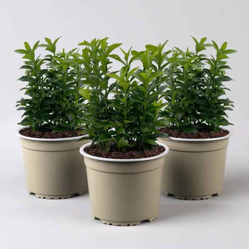 Immergrüner japanischer Spindelstrauch 'Green Spire', im Topf 13cm Ø, 3er Set Ausverkauf