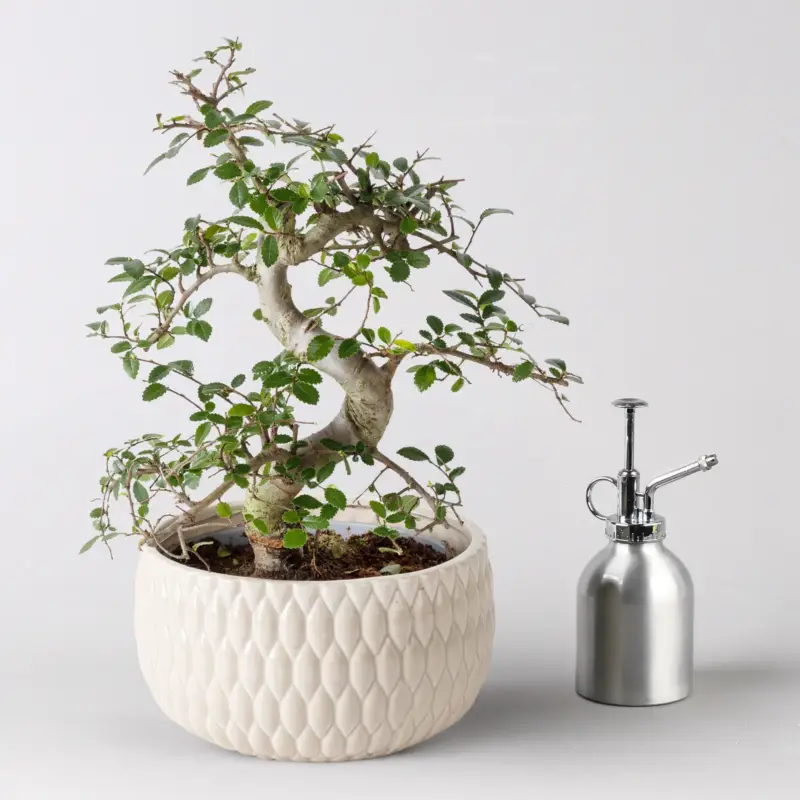 Finale Aktion Bonsai 'Lily' Art zufällig, Topf-Ø 18cm, Höhe ca. 35 cm
