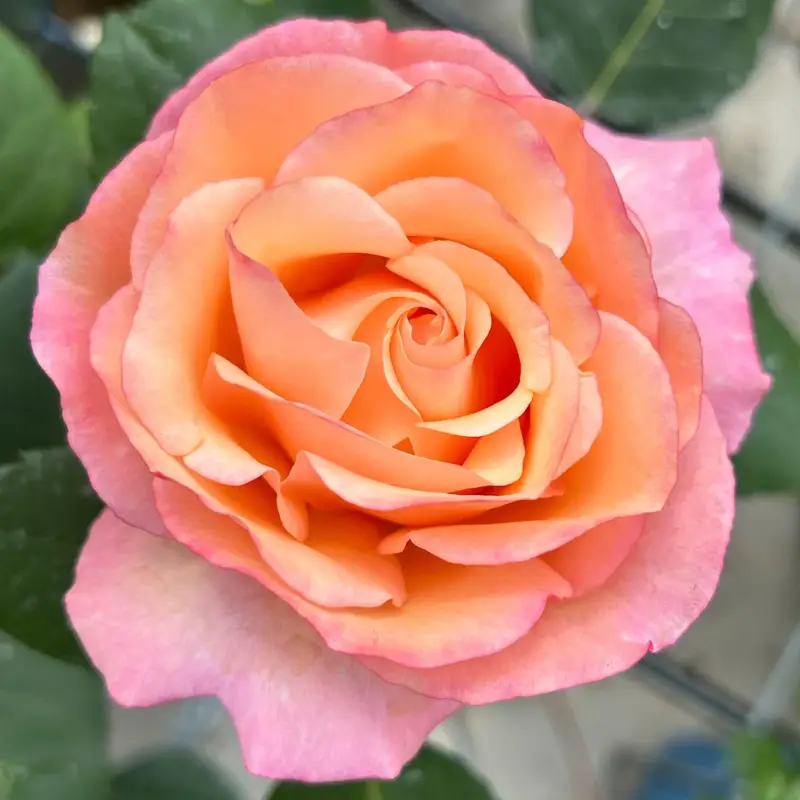 Markenprodukt Edelrose 'Saloon'®, orange, Topf 5 Liter