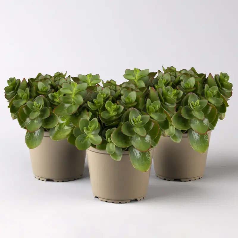 Mega-Angebot Ewers' Fetthenne, purpurrot, Topf-Ø 12 cm, 3 Pflanzen