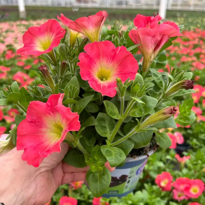 Petunien 'Capella® Salmon' lachsfarben, hängend, Topf-Ø 13 cm, 6 Pflanzen Aktuell