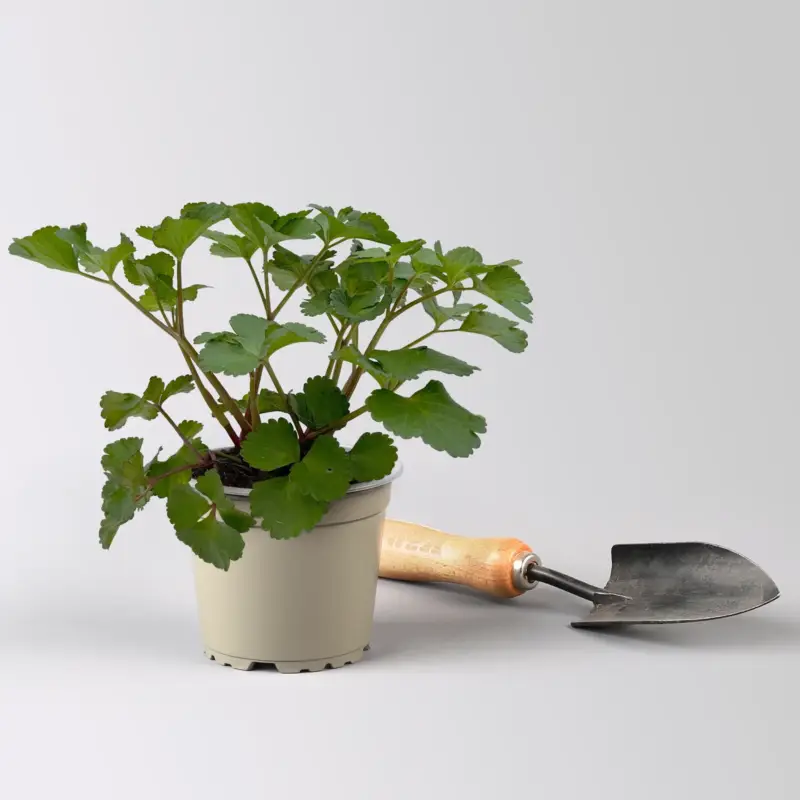 Bio Staudensilie, Topf-Ø 12 cm Nur Heute