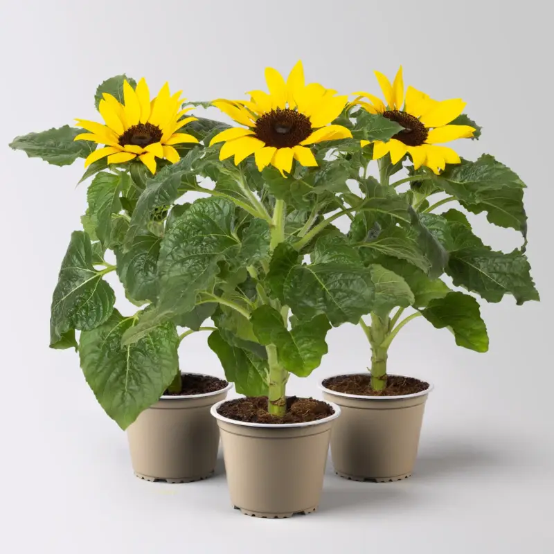 Sonnenblume 'Sunsation'® gelb, Topf-Ø 12/13 cm, 3er-Set Wochenendangebot