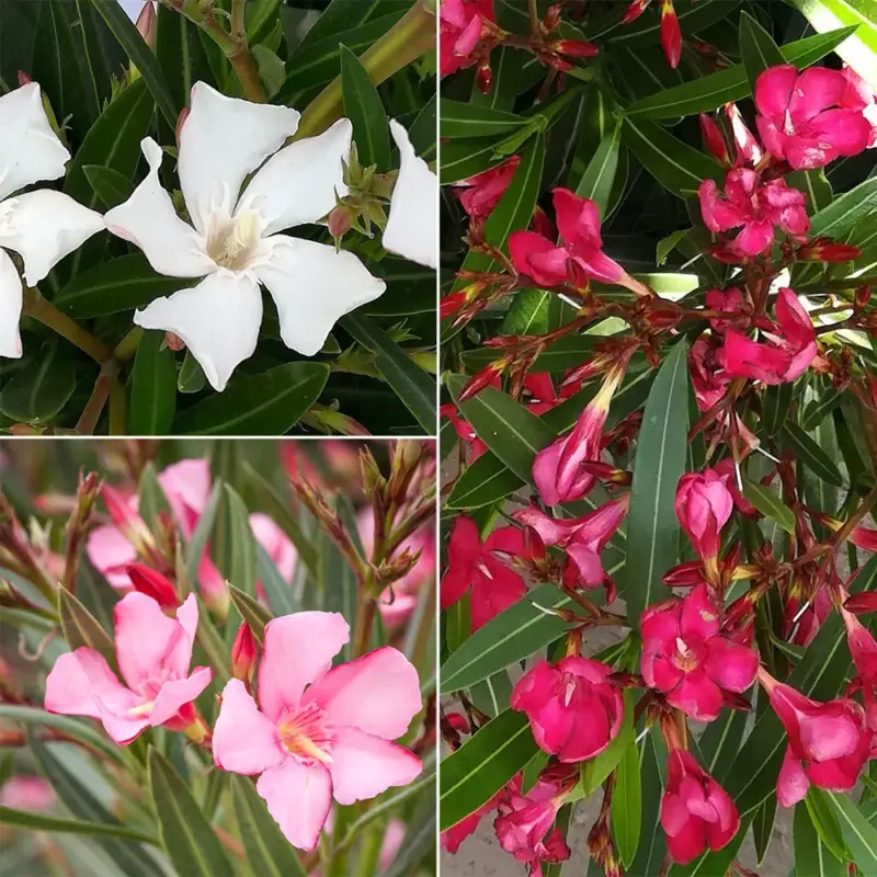 Oleander, Farbe zufällig, Topf-Ø 22 cm, Höhe ca. 60 cm Neue Ware