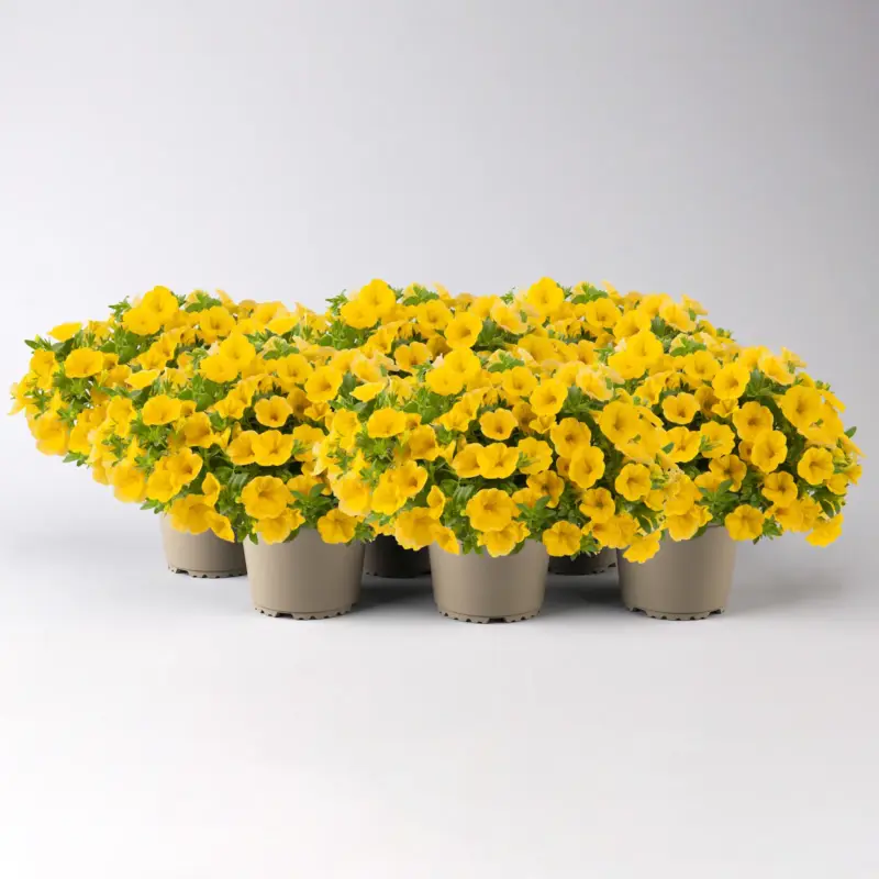 Mega-Angebot Zauberglöckchen 'Cabaret® Early Bright Yellow' gelb, Topf-Ø 13 cm, 6 Pflanzen