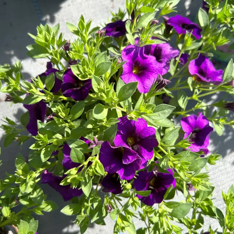 Garantierte Lieferung Zauberglöckchen, lila-blau, Topf-Ø 13 cm, 6 Pflanzen