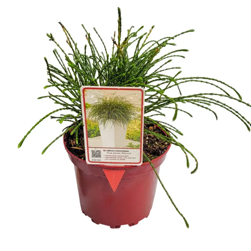 Mähnen-Lebensbaum 'Whipcord', Topf 2 Liter, 5 Pflanzen Top-Preis