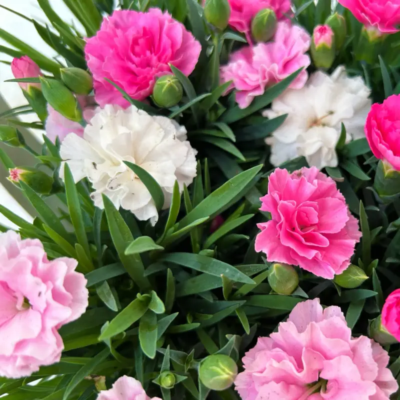 Online Kaufen Stauden-Nelke 'I Love U', pink-rosa-weiß, Topf-Ø 9 cm, 8er-Set