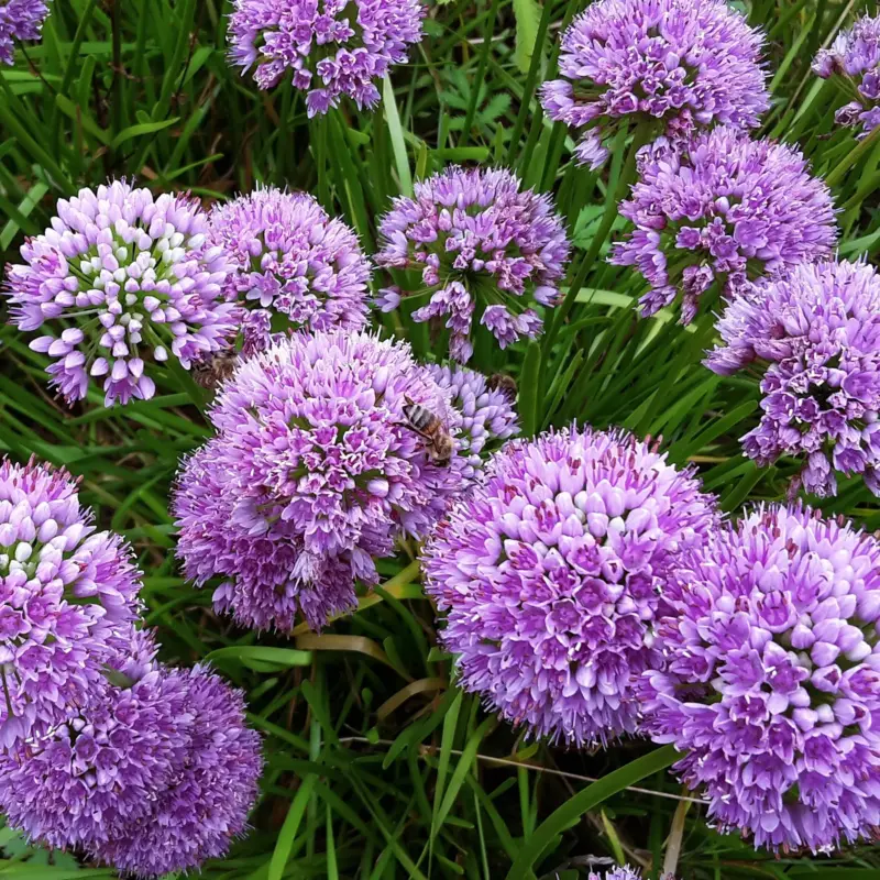 Bio Zierlauch 'Millenium', rotviolett, Topf 11x11 cm, 3 Pflanzen Direkt Vom Hersteller