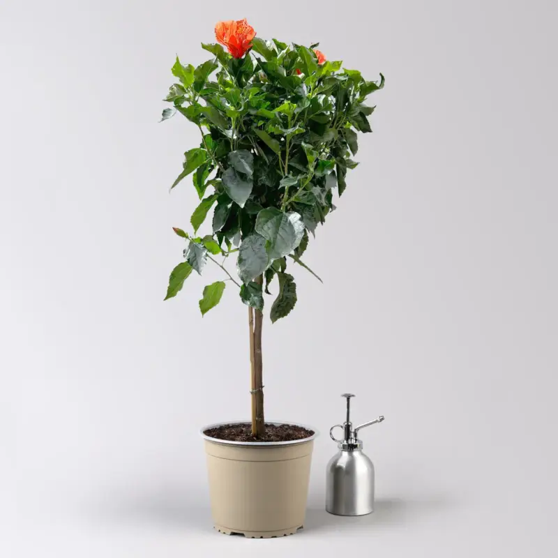 Hibiskus, orange, Stamm, Topf-Ø 23 cm, Höhe ca. 120 cm Bestseller