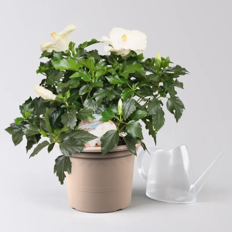 Meistverkauft Hibiskus, Farbe zufällig, Busch, Topf-Ø 21 cm, Höhe ca. 50 cm