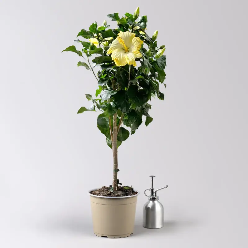 Online Kaufen Hibiskus, hellgelb, Stamm, Topf-Ø 17 cm, Höhe ca. 70 cm