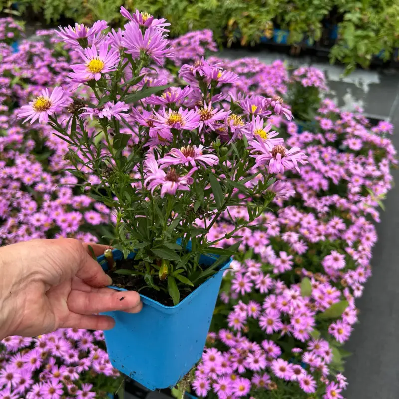 Bio Kissenaster 'Herbstgruß vom Bresserhof' rosa, Topf 11x11 cm Nur Heute