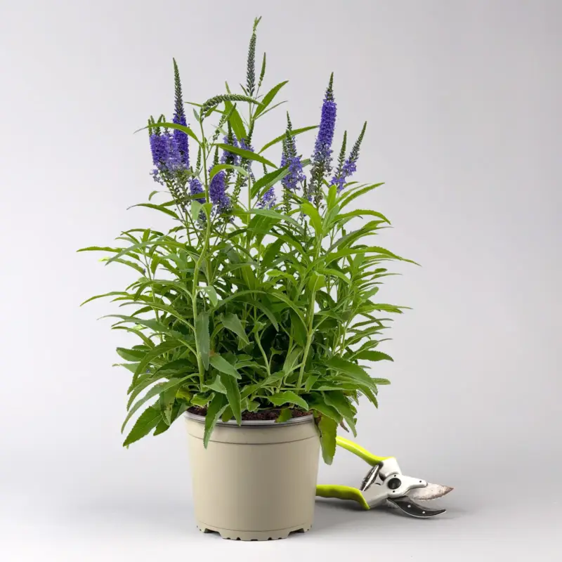 Markenprodukt Ehrenpreis 'Veronique Blue' blau, Topf 3 Liter