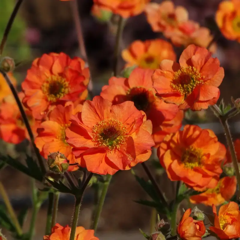 Bio Nelkenwurz 'Totally Tangerine', orange halbgefüllt, Topf-Ø 12 cm Letzte Chance