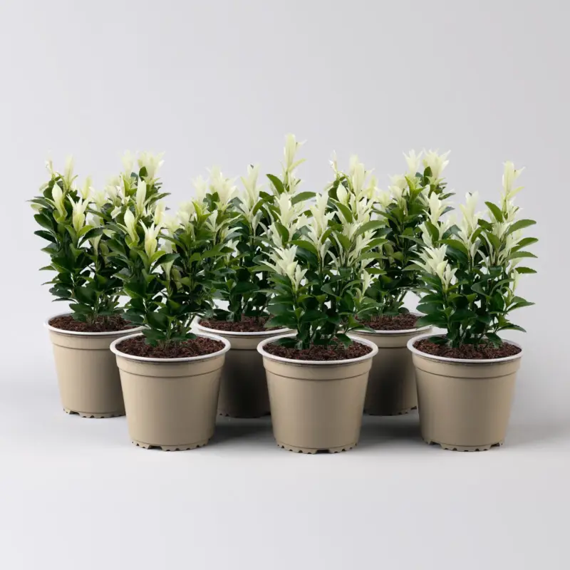 Japanischer Spindelstrauch 'Paloma Blanca®', Topf-Ø 9 cm, 6er-Set Direktkauf