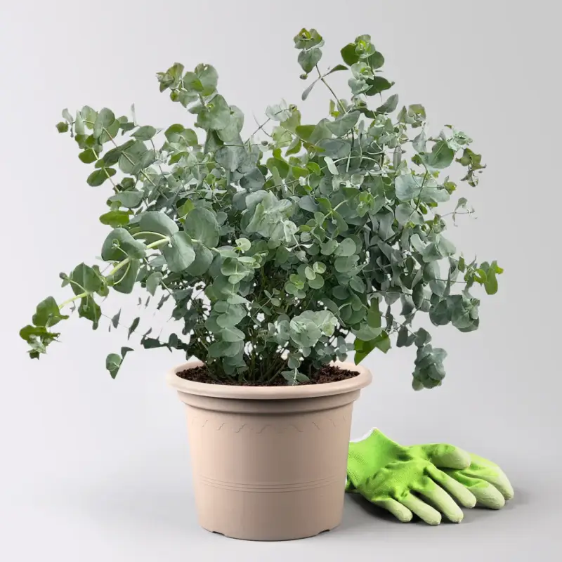 Markenprodukt Eukalyptus 'Silver Dollar', Topf-Ø 27 cm